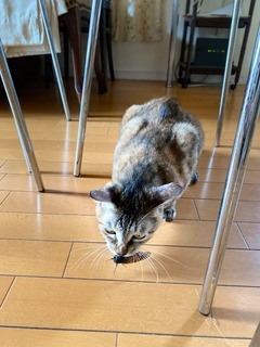 IMG_7387.jpeg